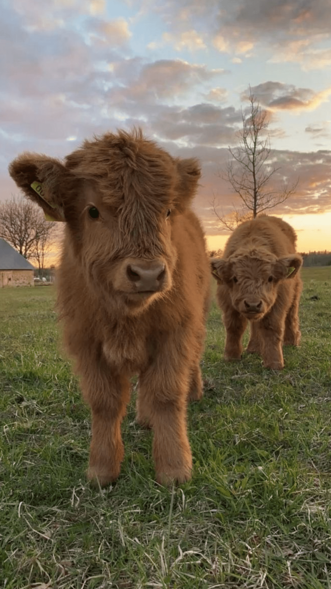 Send the Animals Love - papsfuzzyfarm